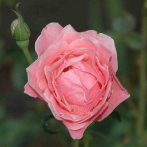 FleurSavoie*104nga