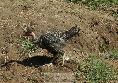 La "poule" de Bihanga (dans le camp des formations des soldats somaliens par les Européens) © NGV / B2